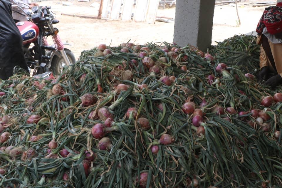Large pile of freshly harvested red onions with green stalks
