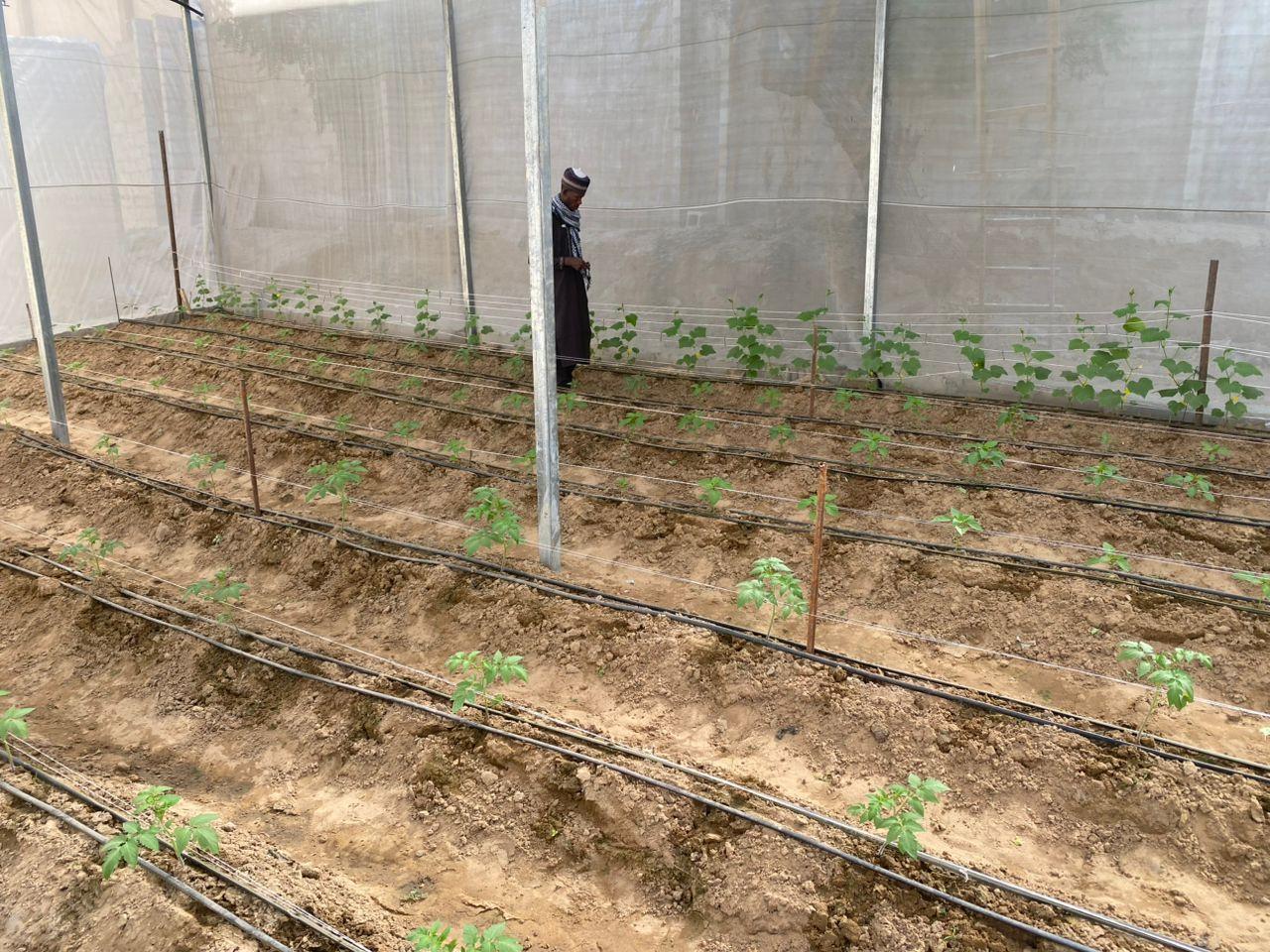 Worker tending young seedling rows inside a greenhouse with drip irrigation