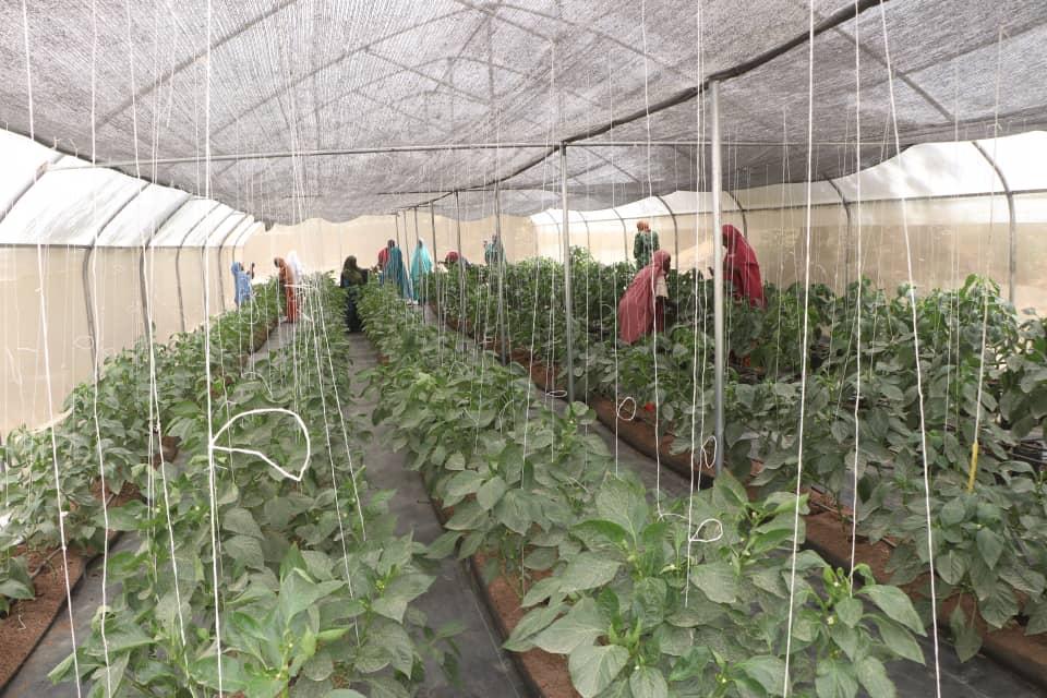 Group of women working among tall pepper plants in a large greenhouse