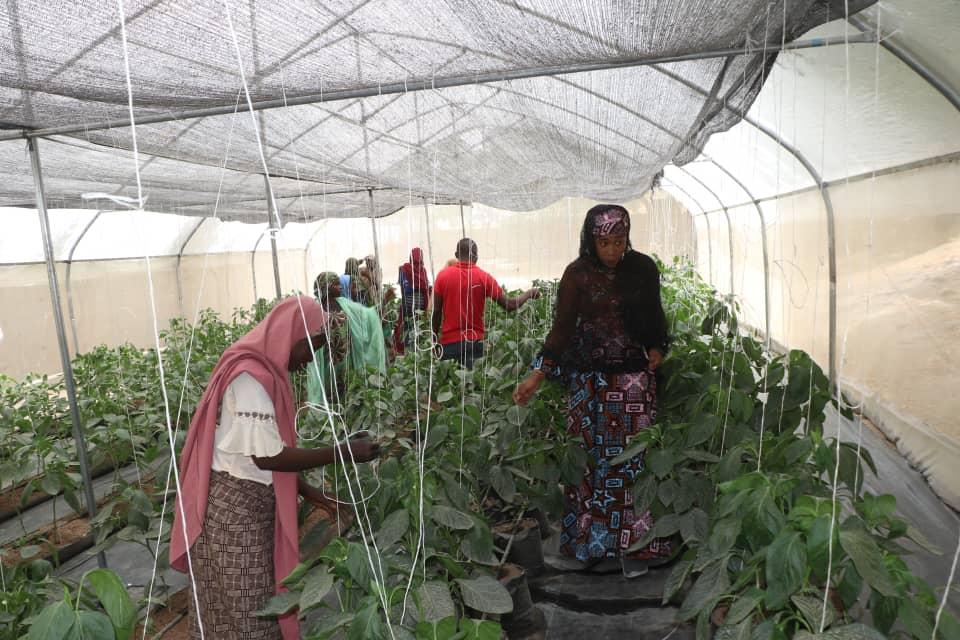 Women and a man working along rows of pepper plants in a greenhouse
