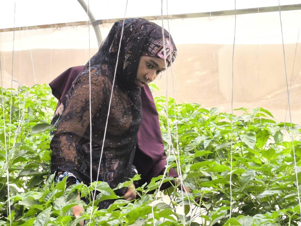 Woman in hijab tending to pepper plants in a greenhouse