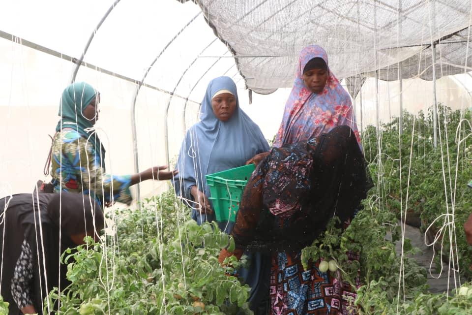 Three women harvesting tomatoes with a green crate inside a greenhouse
