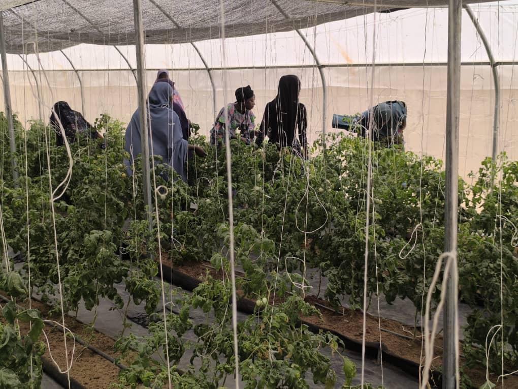 Group of women working among tomato plants in a greenhouse