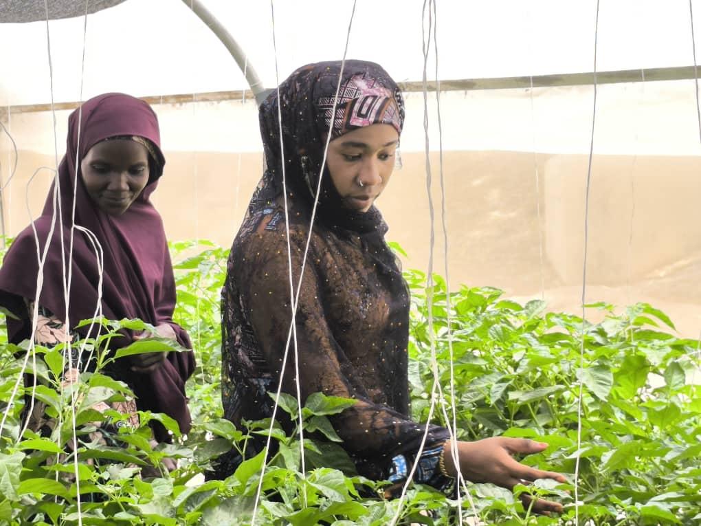 Two women tending tomato and pepper plants inside a greenhouse